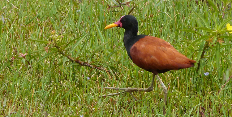 Aposentado é denunciado por comércio ilegal de aves silvestres