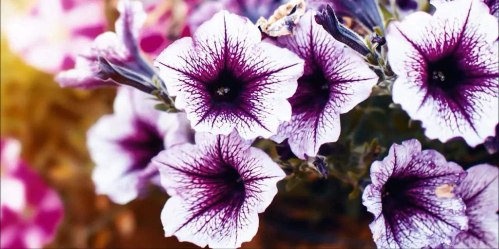 Flores tem maior variação de preço para Dia das Mães