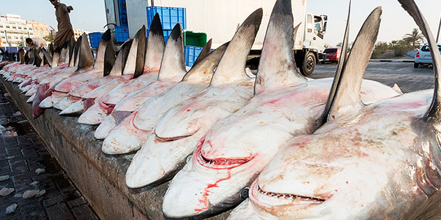 Maranhenses pesquisam sobre produção pesqueira de tubarões