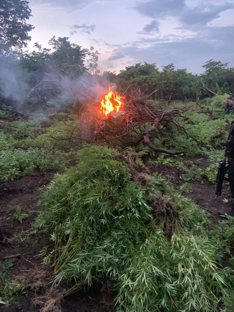 Polícia localiza e destrói mais de 2 mil mudas de maconha
