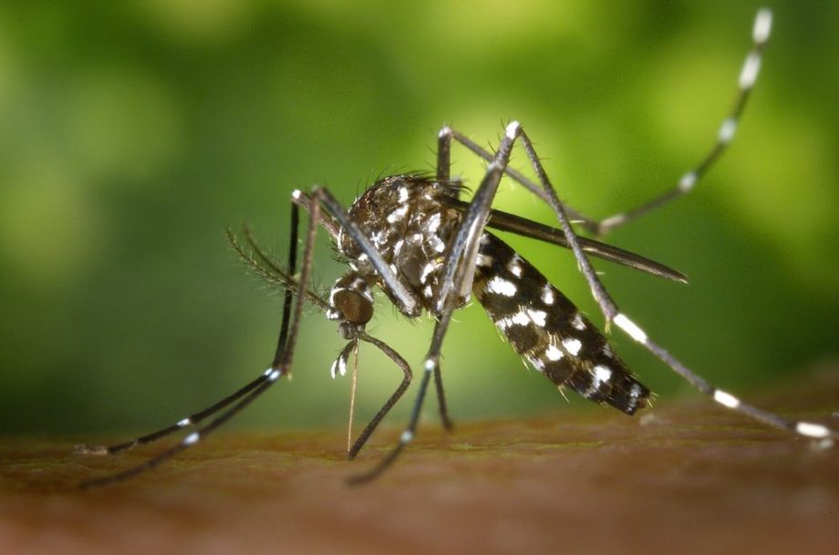 Mato Grosso enfrenta alta nos casos de chikungunya e lidera índice de dor crônica no Brasil