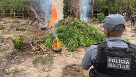 Polícia incinera 5,1 mil pés de maconha em plantação clandestina em Santa Helena/MA