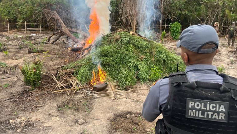 Polícia incinera 5,1 mil pés de maconha em plantação clandestina em Santa Helena/MA