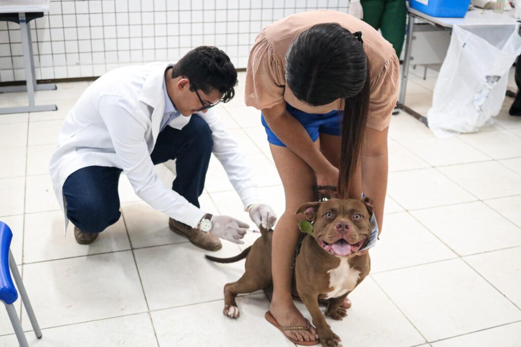 Maranhão supera meta nacional de vacinação antirrábica animal em 2025