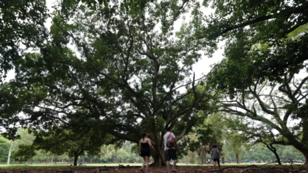 Investimento ambiental em municípios brasileiros segue ciclo eleitoral, aponta estudo