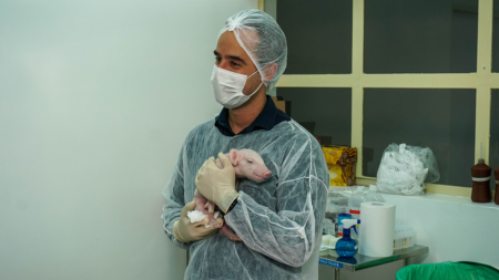 Brasil obtém primeiro porco clonado da América Latina e avança para transplantes em humanos