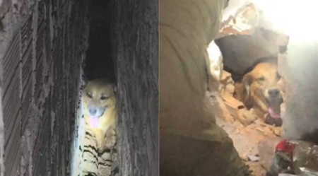 Bombeiros quebram parede para resgatar cachorro obeso preso entre estruturas em Coroatá (MA)