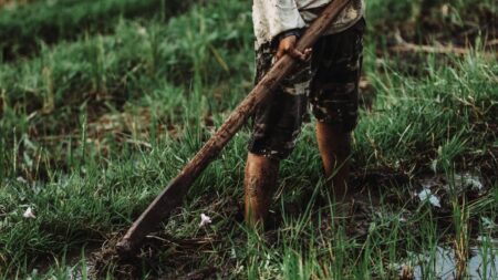 Perfil do acidente com cobra no Brasil é homem, adulto, pardo e morador de área rural, aponta estudo
