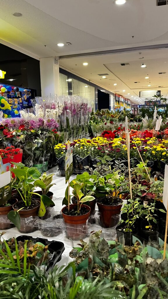 São Luís Shopping recebe Festival Flores de Holambra com variedade de flores e plantas