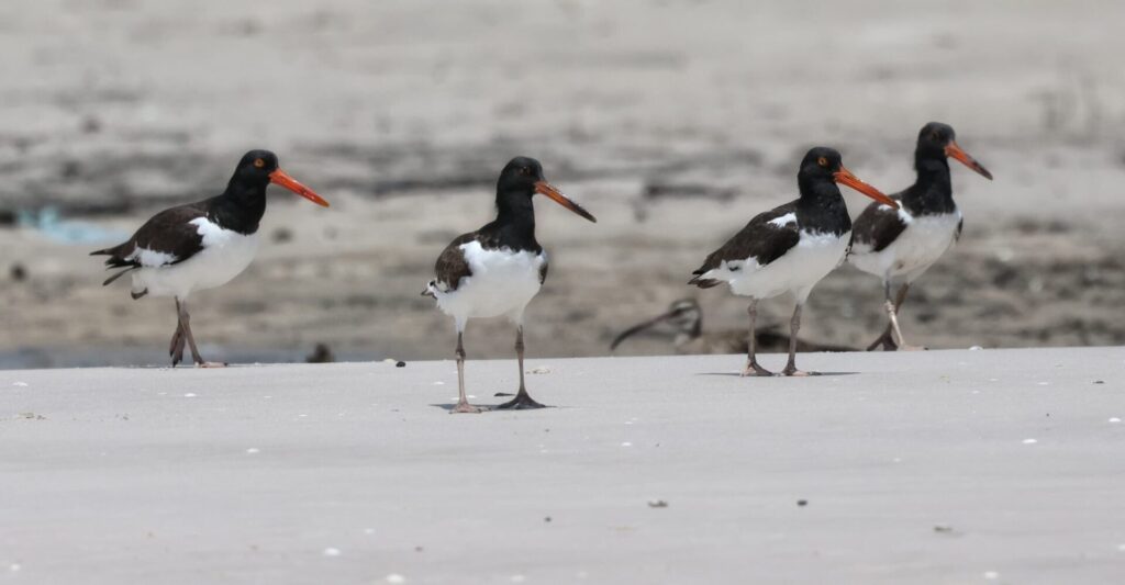 Uema promove atividade gratuita de observação de aves na Lagoa da Jansen neste sábado (5)
