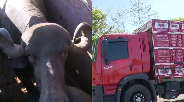 Búfalos são apreendidos sem documentação em rodovia do Maranhão