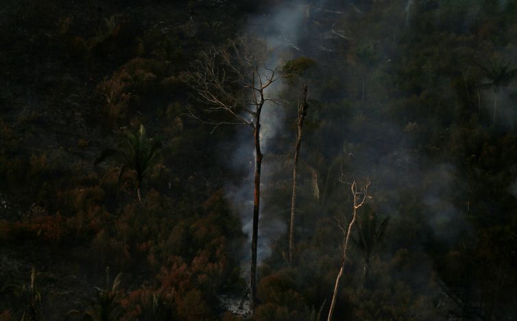 Operação Verde Brasil: multas na Amazônia somam R$ 36 milhões