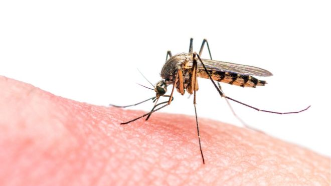 Pesquisa indica possibilidade de barrar transmissão da malária no país