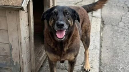 O que se sabe sobre o caso do cão Orelha, em Florianópolis