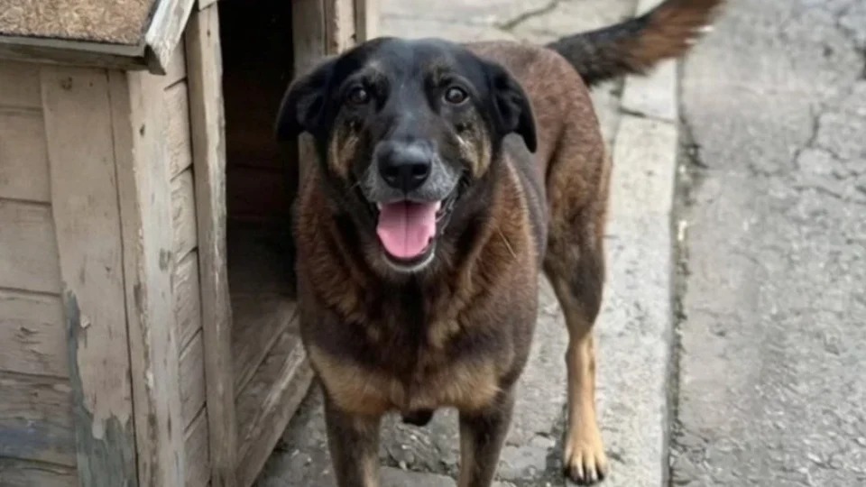 O que se sabe sobre o caso do cão Orelha, em Florianópolis