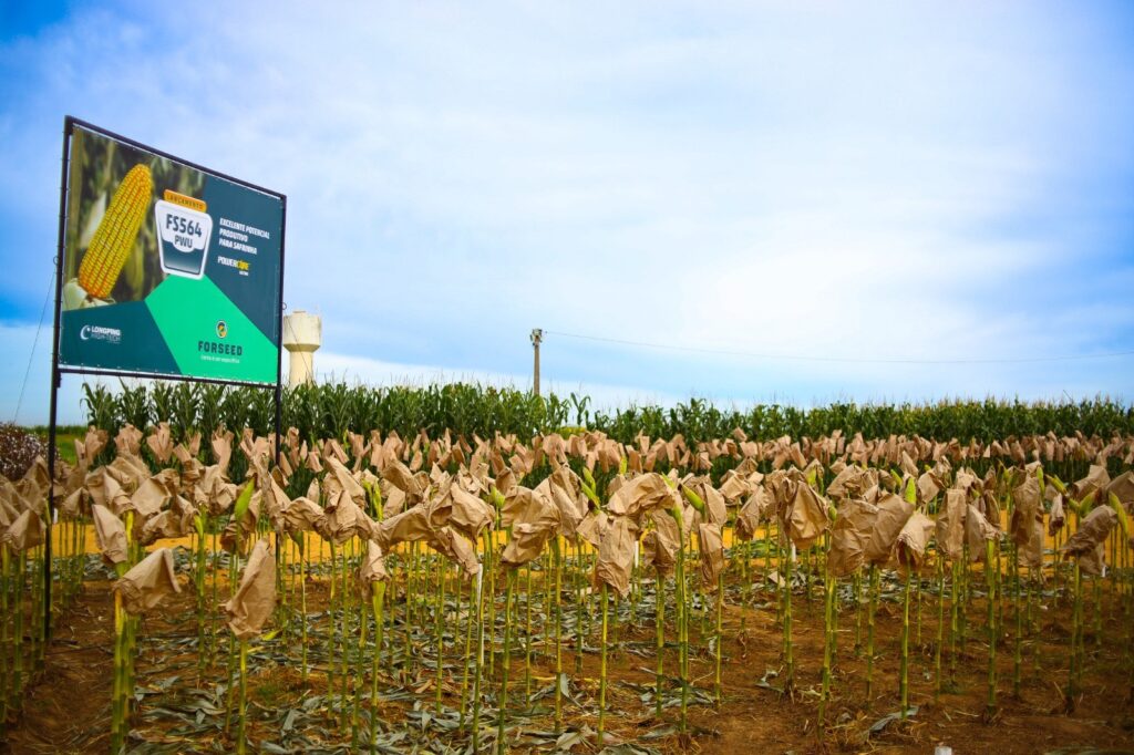 Economia do Maranhão supera média nacional e regional com crescimento de 4,2%