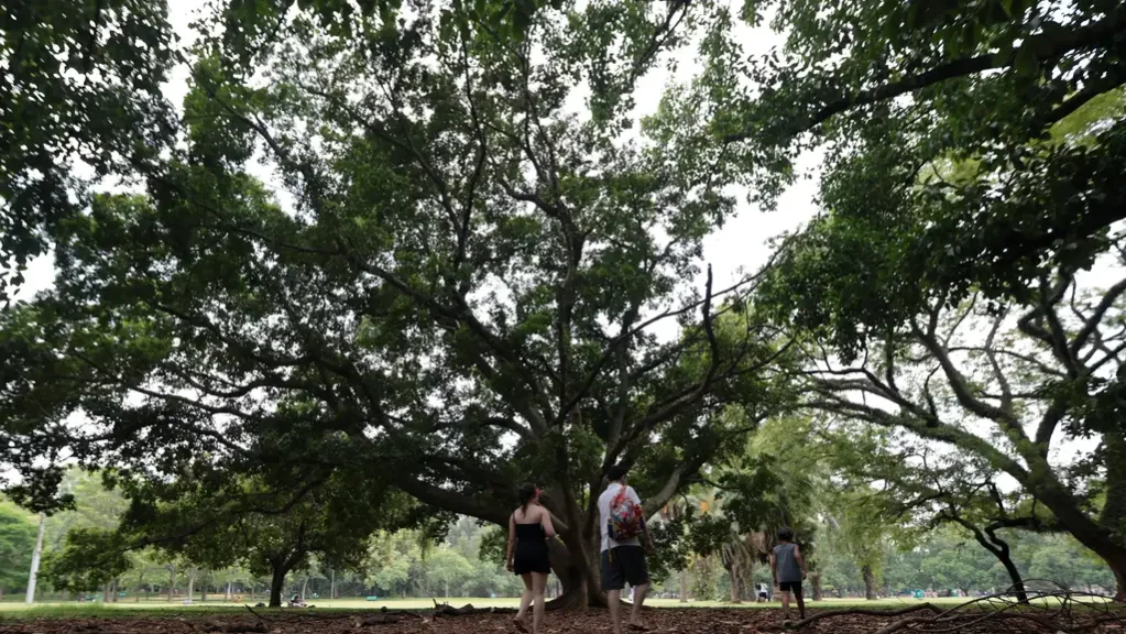 Investimento ambiental em municípios brasileiros segue ciclo eleitoral, aponta estudo