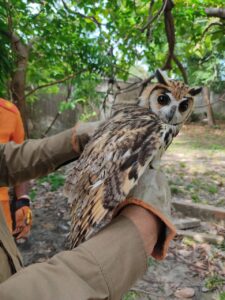 Comércio ilegal de animais silvestres avança no Maranhão e especialistas alertam para riscos sanitários
