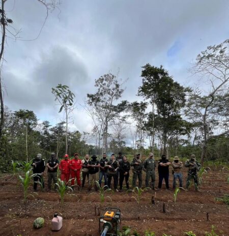 Operação Herba Nefanda erradica mais de 10 mil pés de maconha em terra indígena no Maranhão