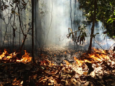 Floresta degradada na Amazônia se recupera, mas se torna mais vulnerável e homogênea, aponta estudo