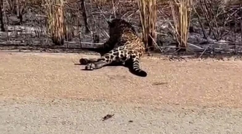 Onça atropelada em estrada rural de Balsas some antes de resgate